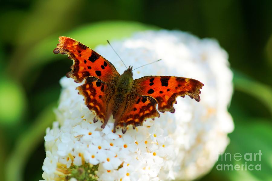 Comma Butterfly Photograph by David Birchall
