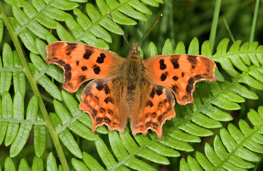 Comma Butterfly Photograph by Nigel Downer