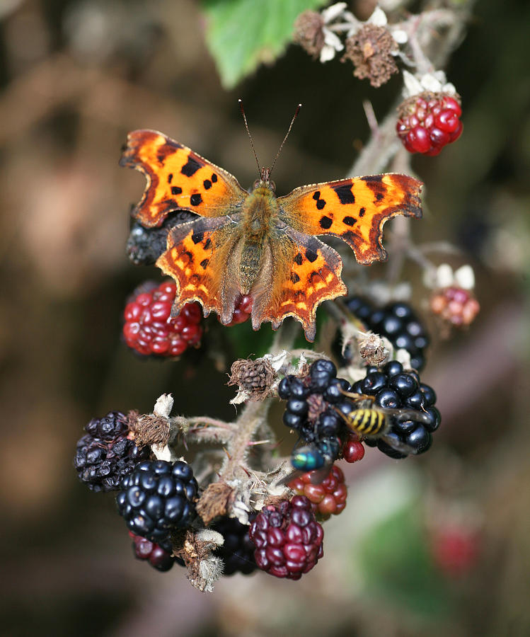 Comma Butterfly on a Blackberry bush Photograph by John Keates
