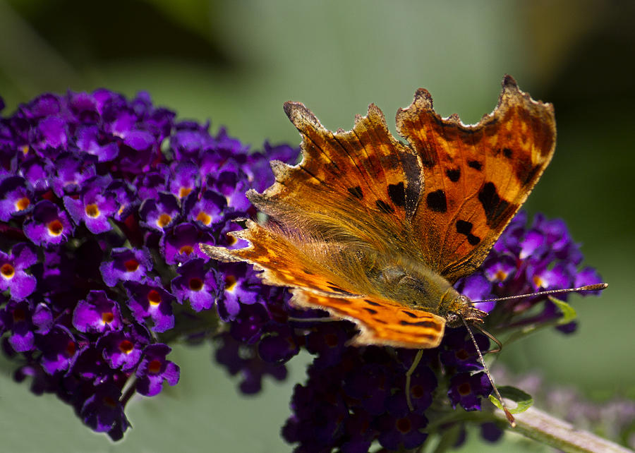 Comma butterfly on Buddleia Photograph by Shirley Mitchell