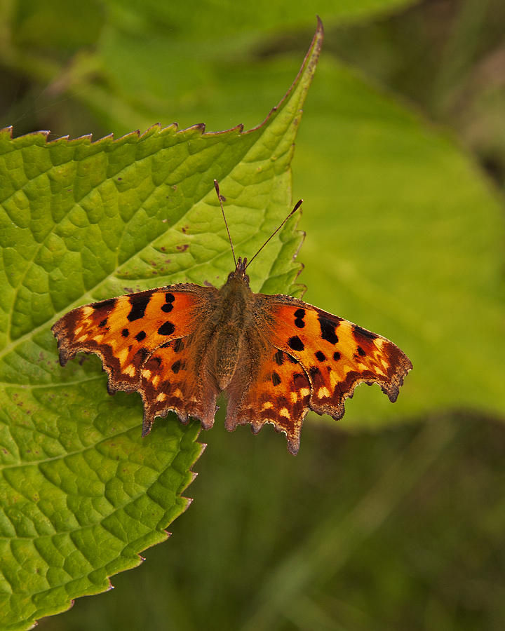 Comma Butterfly Photograph by Paul Scoullar
