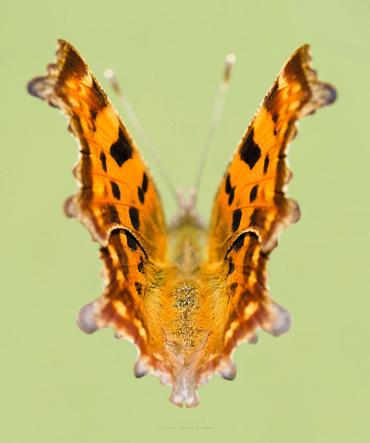 Comma Butterfly Photograph by Steven Poulton
