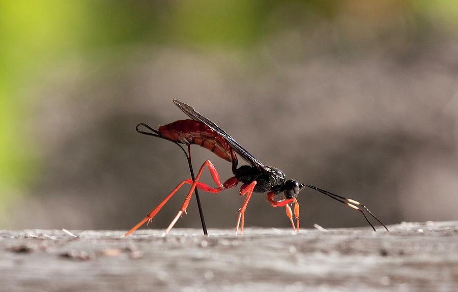 Commander Ichneumon Wasp Photograph by Bob Gibbons/science Photo Library