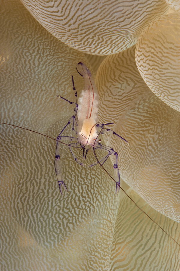 Commensal Shrimp Photograph by Franco Banfi