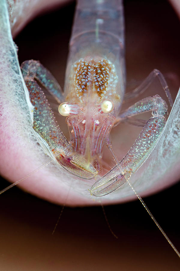 Commensal Sponge Shrimp In Tube Sponge Photograph By Bruce Shafer 