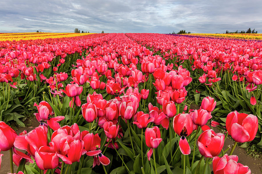 Commercial Tulip Field In Bloom Photograph by Chuck Haney | Fine Art ...