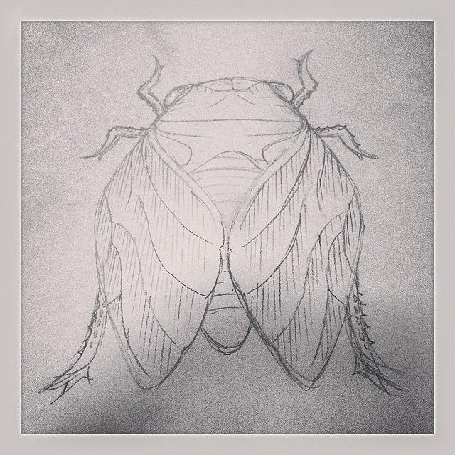Cicada Photograph - Commissioned To Draw A Cicada In A by J Decker