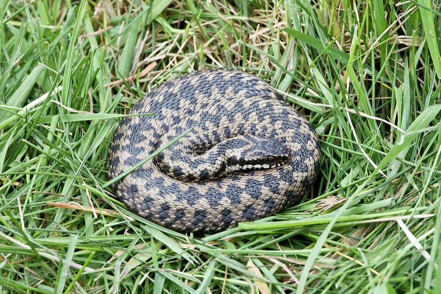 Common Adder Photograph by Science Photo Library - Fine Art America