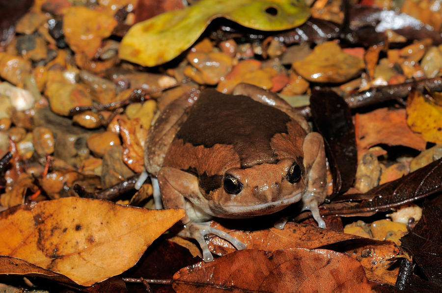 Common Asian Bullfrog Photograph by Fletcher & Baylis