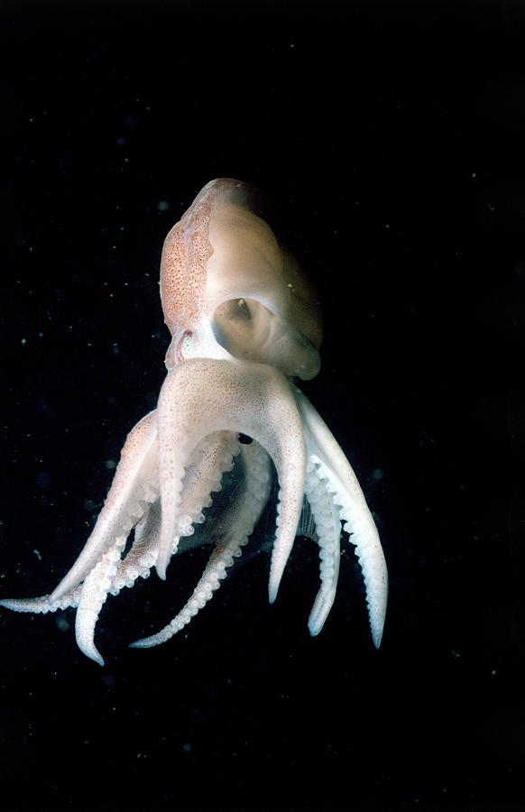 Common Atlantic Octopus Photograph by Jeff Rotman