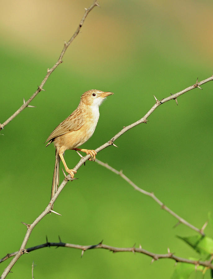 Common Babbler Photograph By Nishant Shah