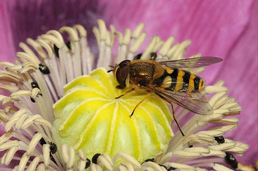 Common Banded Hoverfly Feeding On Poppy Photograph by Malcolm Schuyl