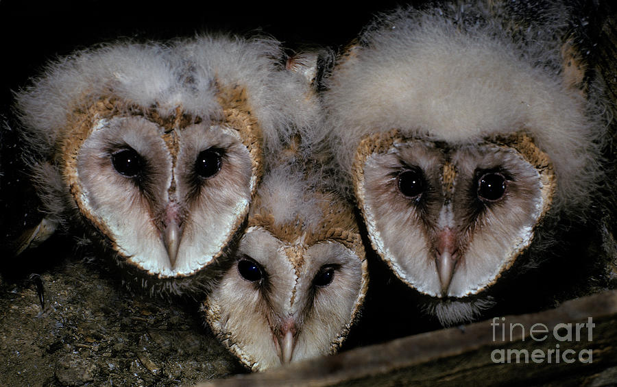 Common Barn Owl Chicks Tyto Alba Photograph by Ron Sanford