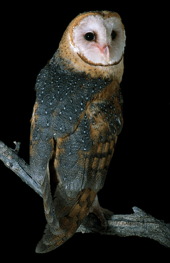 Common Barn Owl Photograph by Craig K. Lorenz
