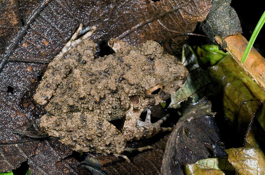 Common Big-headed Rain Frog On A Leaf Photograph by Sinclair Stammers/science Photo Library