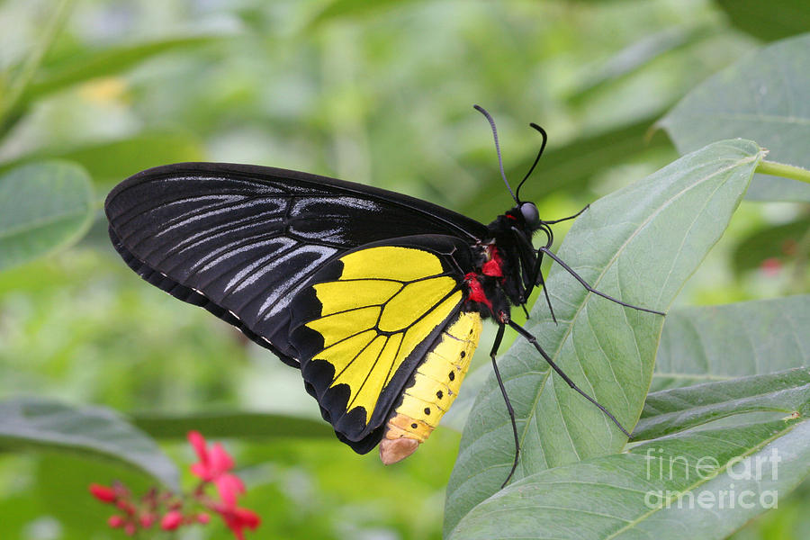 Common Birdwing Butterfly Photograph By Judy Whitton 
