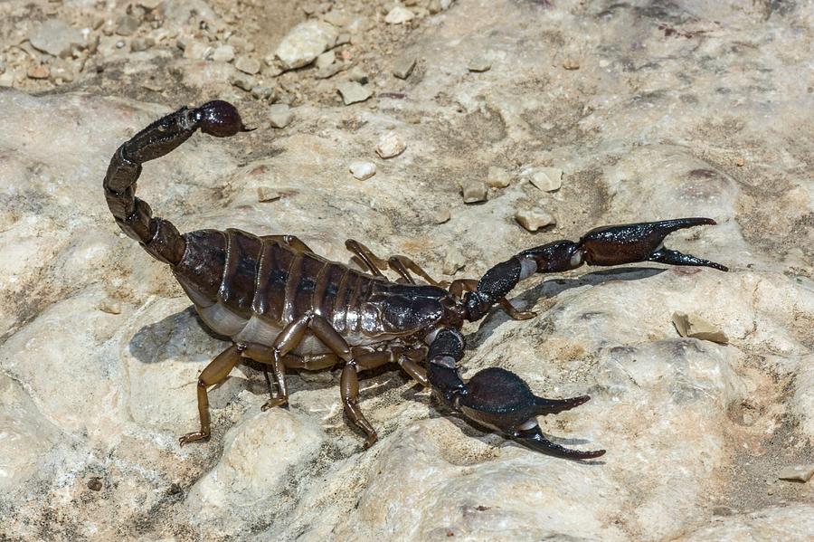 Common Black Scorpion Nebo Hierichonticus Photograph by Photostock-israel