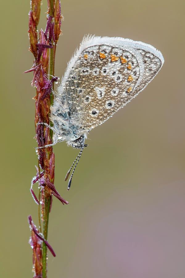Butterfly Photograph - Common Blue Butterfly by Heath Mcdonald