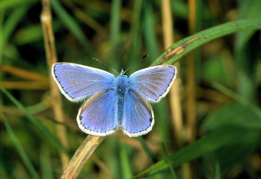 Common Blue Butterfly Photograph by Mike Mcnamee/science Photo Library