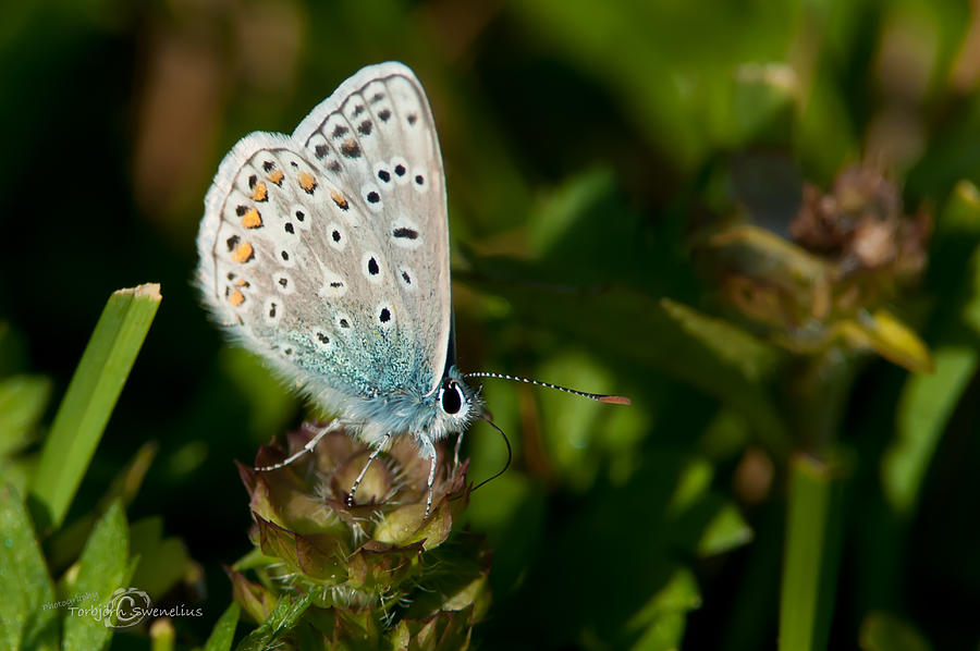 Butterfly Photograph - Common Blue II by Torbjorn Swenelius