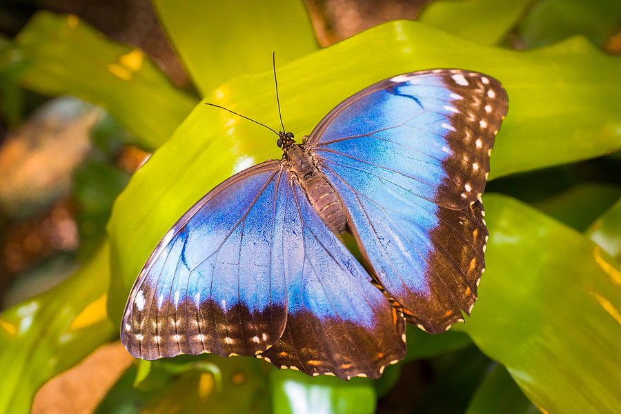 Common Blue Morpho Photograph by Bill Pevlor