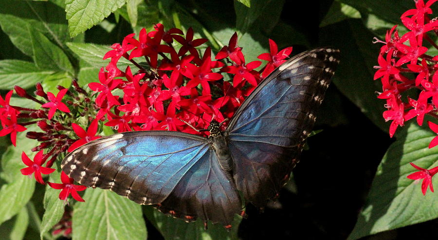 Butterfly Photograph - Common Blue Morpho Butterfly by Rosanne Jordan