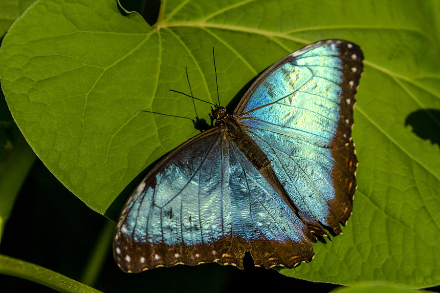 Common Blue Morpho Butterfly Photograph by Teri Virbickis
