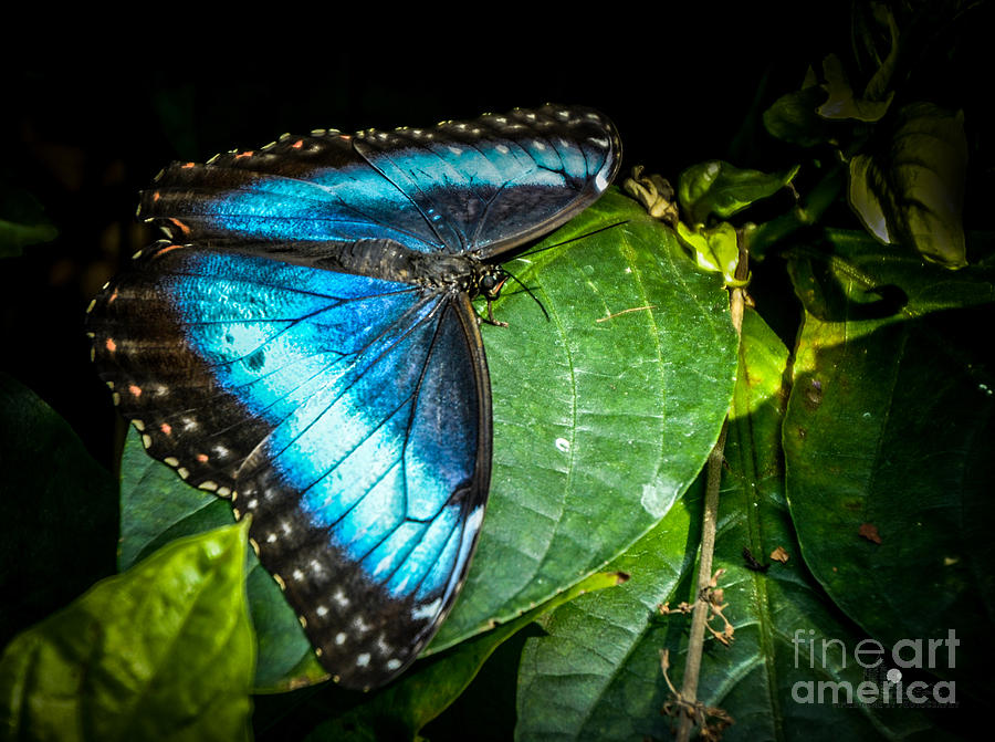 Common Blue Morpho Photograph by Ronald Grogan