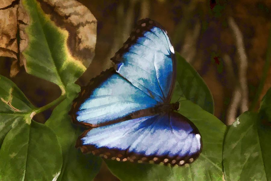 Common Blue Morpho  Digital Art by Photographic Art by Russel Ray Photos