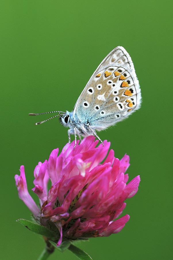 Wildlife Photograph - Common Blue On Clover Flower by Colin Varndell