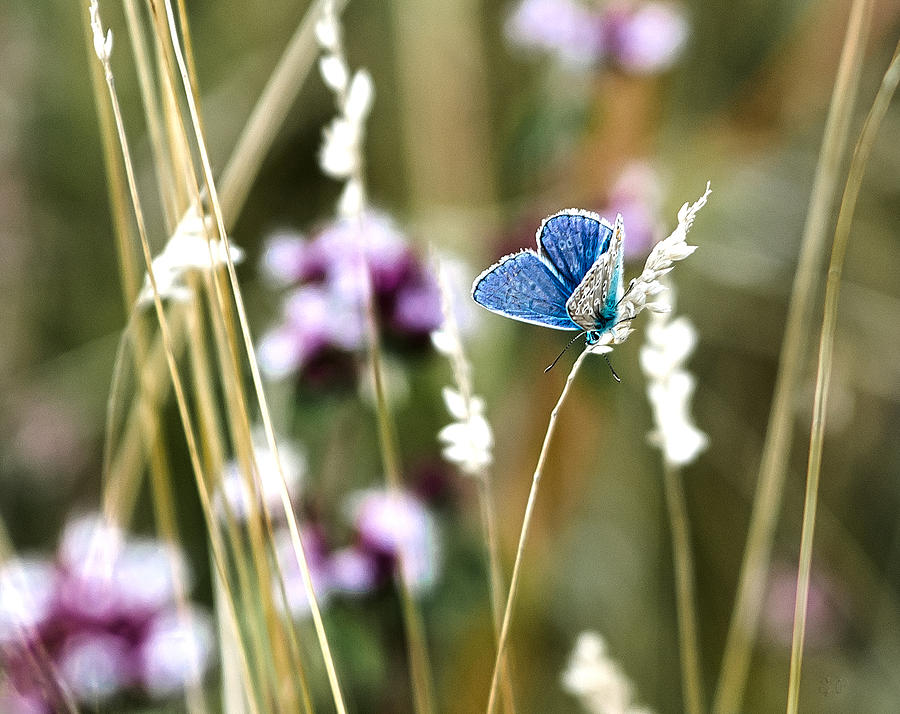 Common Blue  Photograph by Steven Poulton