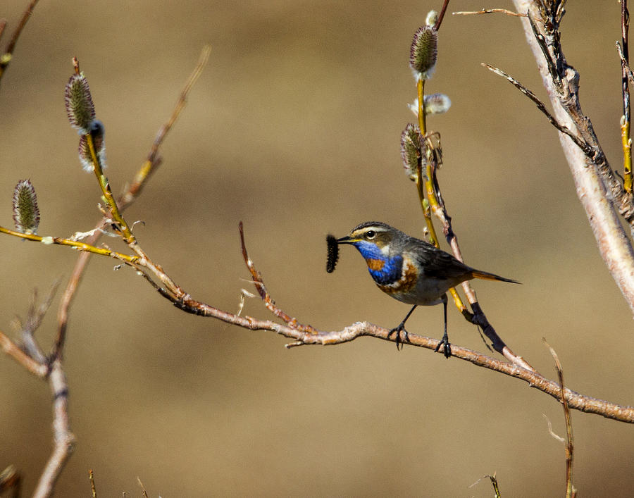 Bird Photograph - Common Blue-throat by Doug Lloyd