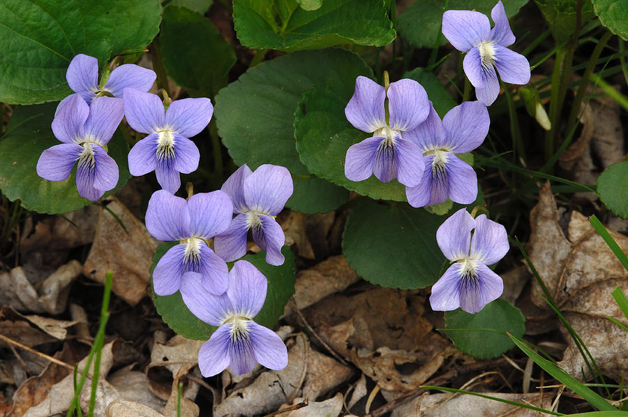 Common Blue Violet Viola Sororia Photograph by John W. Bova