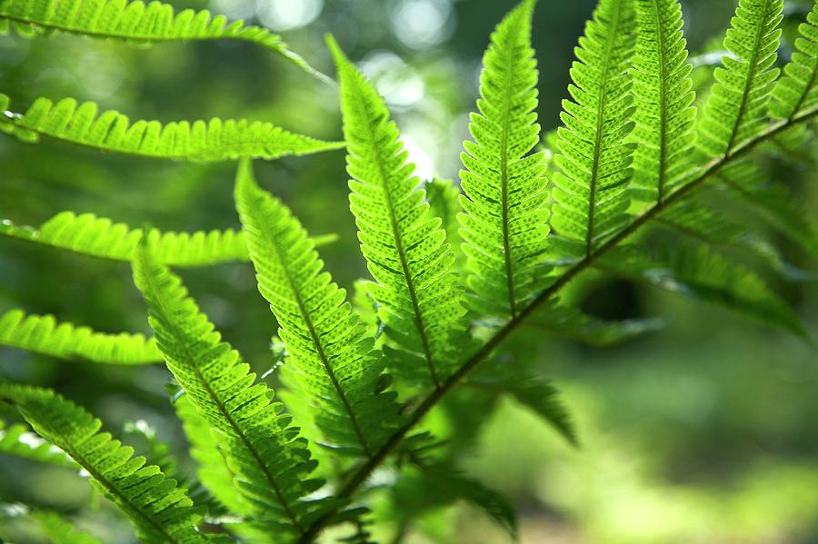 Common Bracken (pteridium Aquilinum) Leaf Photograph by Rachel Warne ...