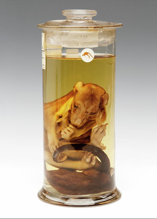 Still Life Photograph - Common Brushtail Possum Specimen by Ucl, Grant Museum Of Zoology