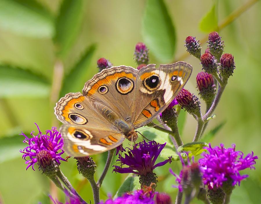 Butterfly Photograph - Common Buckeye Butterfly by Howard Haile