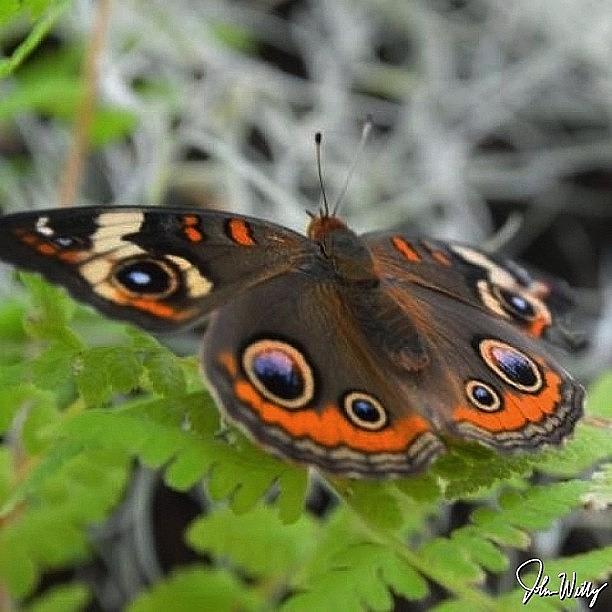 Common Buckeye Butterfly Photograph by John Williams