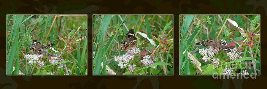 Common Buckeye Butterfly - Junonia coenia Photograph by Carol Senske