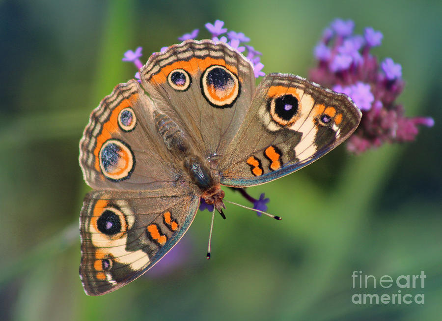 Common Buckeye Butterfly Photograph by Karen Adams