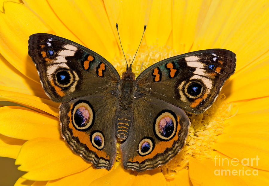 Butterfly Photograph - Common Buckeye Butterfly by Millard H Sharp