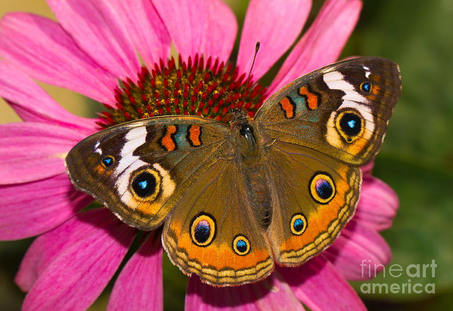 Common Buckeye Butterfly Photograph by Mimi Ditchie