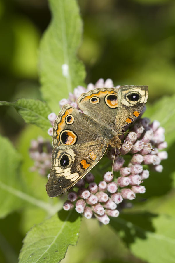 Common  Buckeye Butterfly on Camphorweed Photograph by Kathy Clark