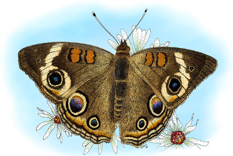 Common Buckeye Butterfly Photograph by Roger Hall