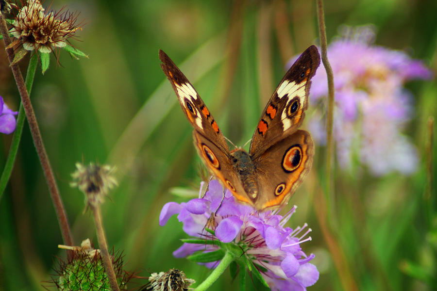 Common Buckeye Photograph by Tracy Smith Common Buckeye Photograph by Tracy Smith