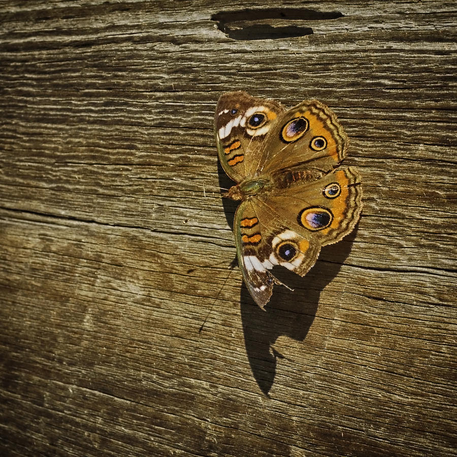 Common Buckeye With Torn Wing Photograph