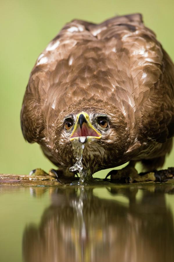 Buzzard Photograph - Common Buzzard Drinking by John Devries/science Photo Library