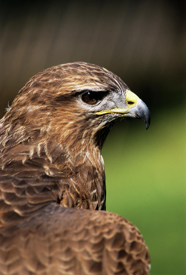 Wildlife Photograph - Common Buzzard by Duncan Shaw/science Photo Library