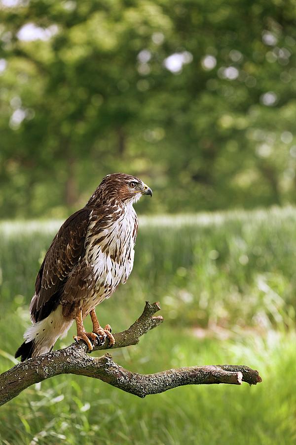 Buzzard Photograph - Common Buzzard On A Branch by Linda Wright/science Photo Library