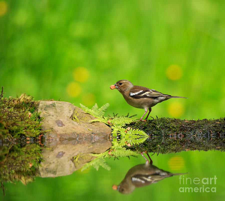 Finch Photograph - Common Chaffinch female foraging beside a reflecting pool by Louise Heusinkveld