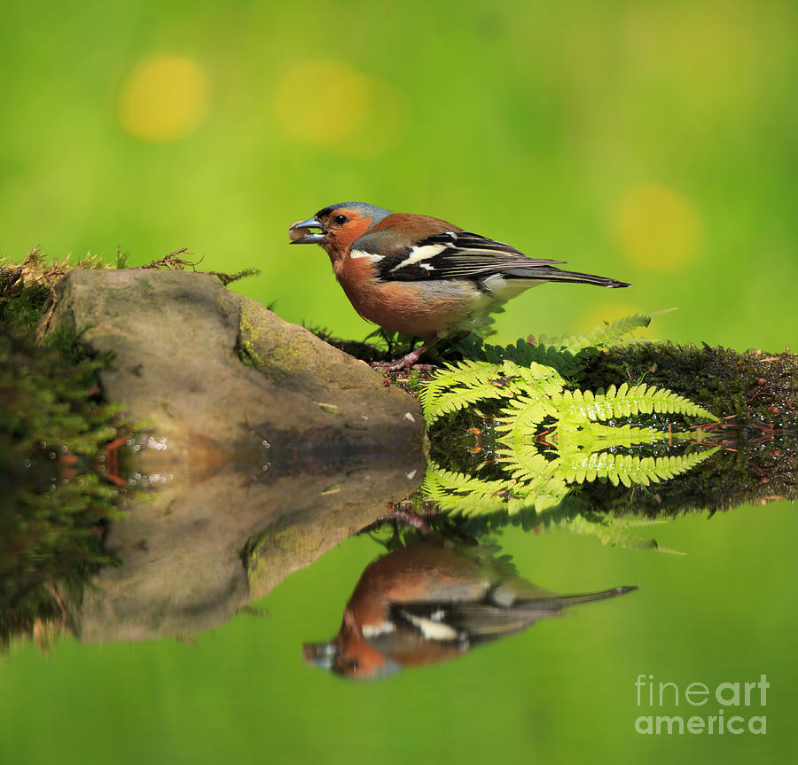 Finch Photograph - Common Chaffinch Fringilla coelebs male by Louise Heusinkveld